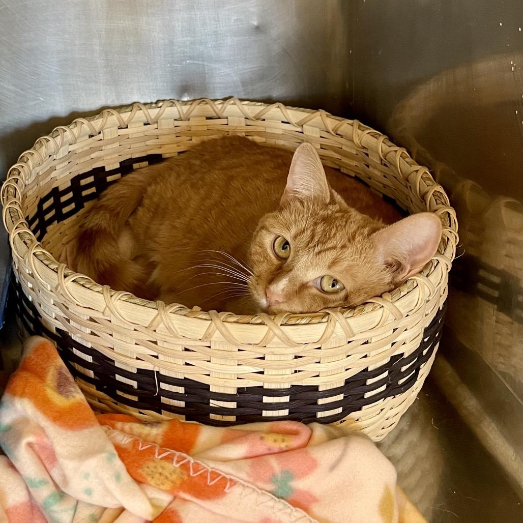 Noel, Adoptable, Young Female Domestic Short Hair.