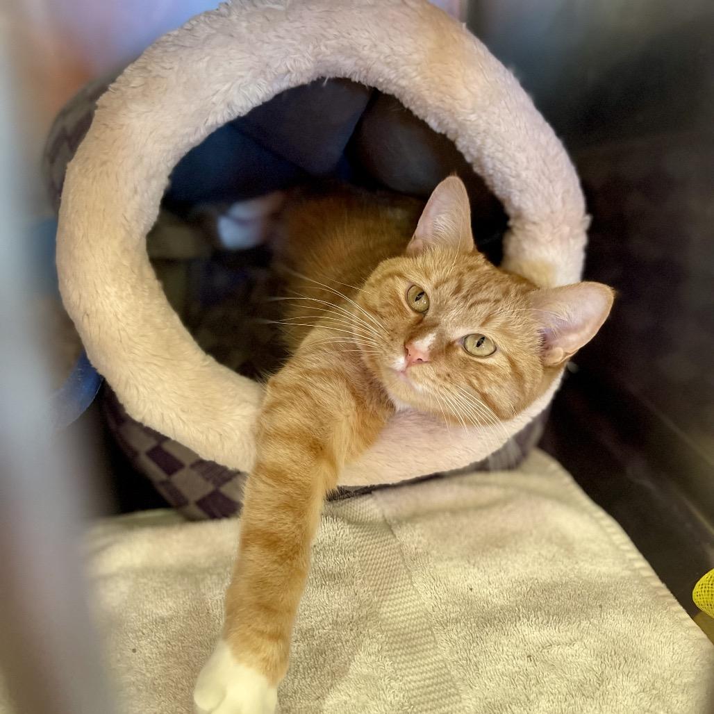 Noel, Adoptable, Young Female Domestic Short Hair.