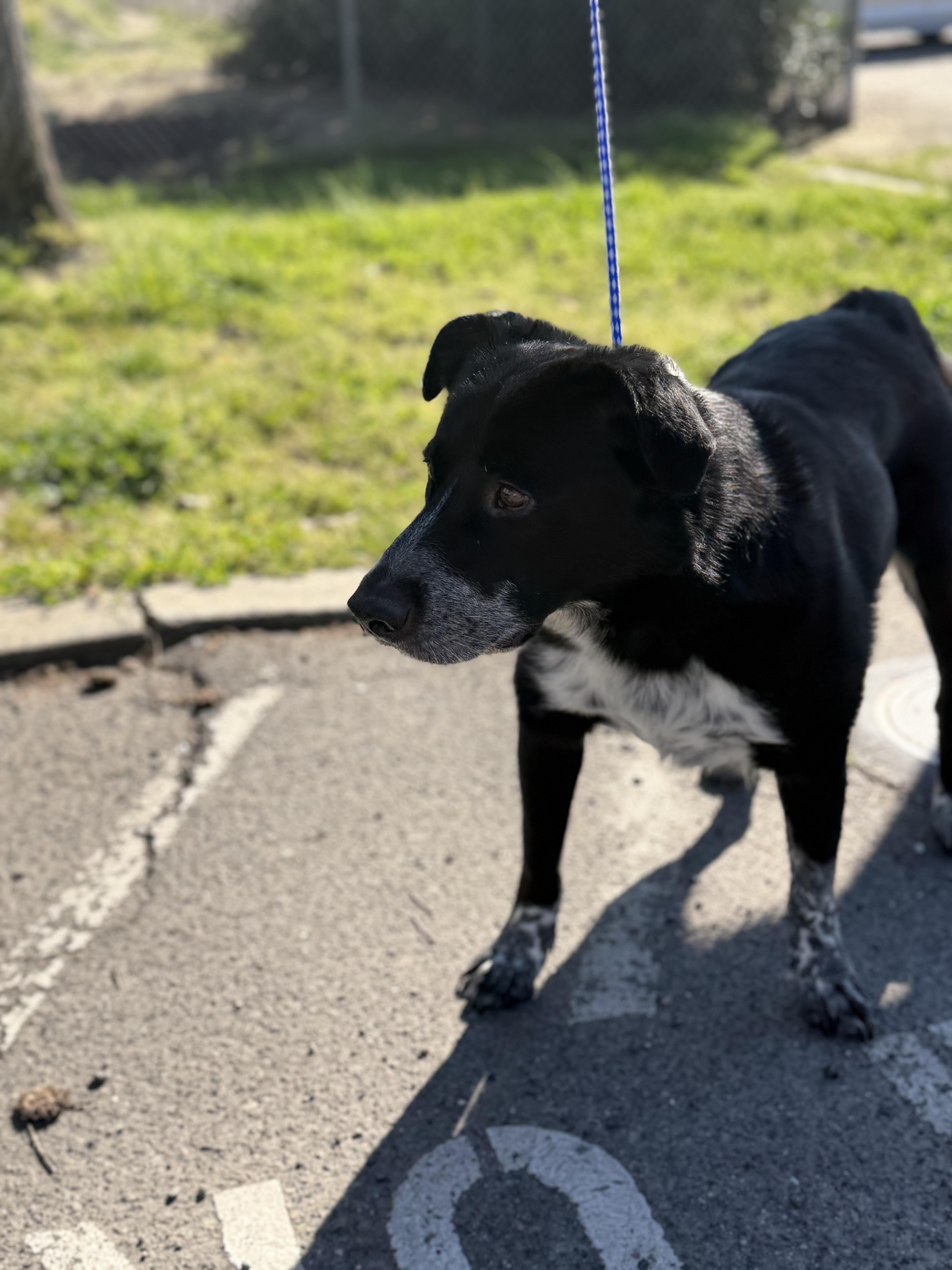 Enlarge Gunner, an adopted mixed breed in Oakdale, CA image 1/2