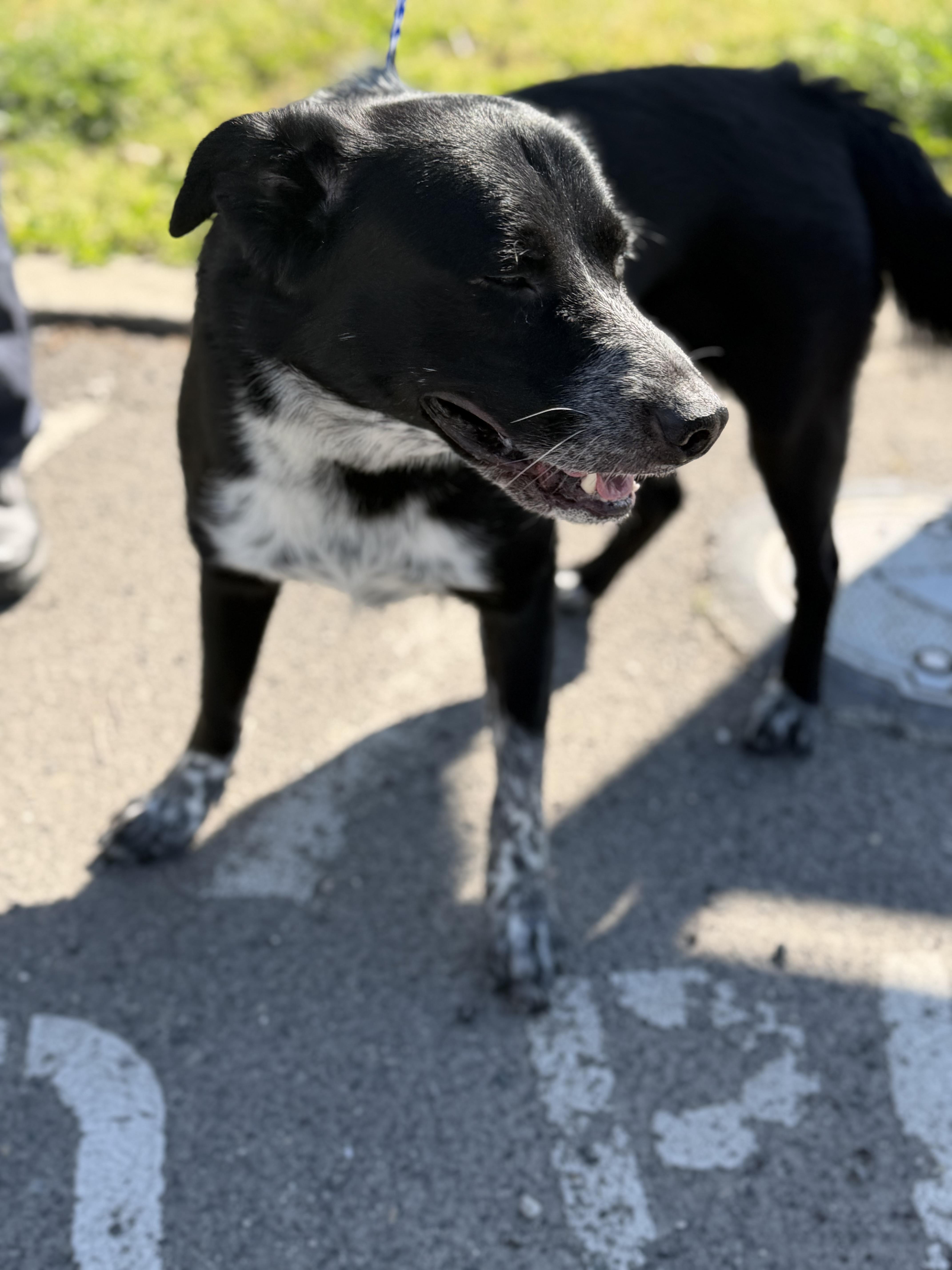 Enlarge Gunner, an adopted mixed breed in Oakdale, CA image 2/2