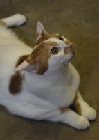 Blissful, Adoptable, Adult Female Domestic Short Hair.