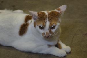 Enlarge Blissful, a Adoptable mixed breed in St. James City, FL image 3/4