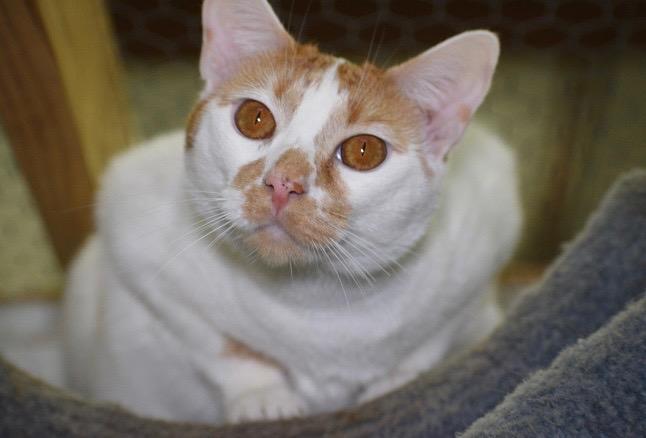 Blissful, a Adoptable mixed breed in St. James City, FL image 1/4