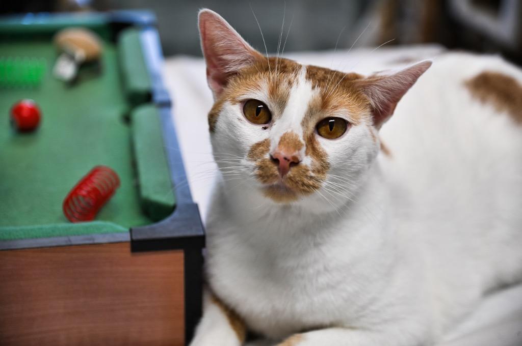 Blissful, a Adoptable mixed breed in St. James City, FL image 4/4