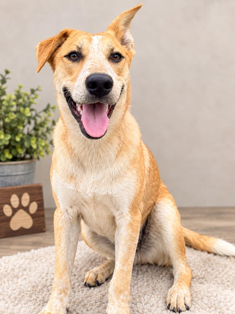 Enlarge Oliver - Mr. Wonderful, a Adoptable mixed breed in Green Ridge, MO image 1/6