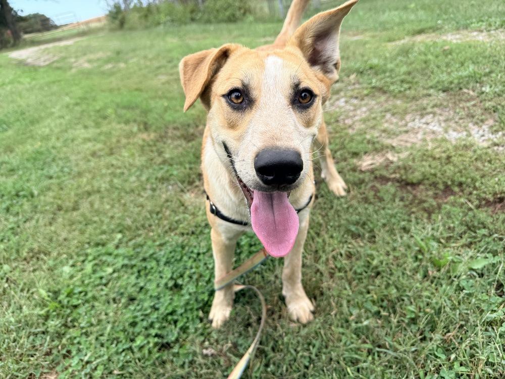 Enlarge Oliver - Mr. Wonderful, a Adoptable mixed breed in Green Ridge, MO image 3/6