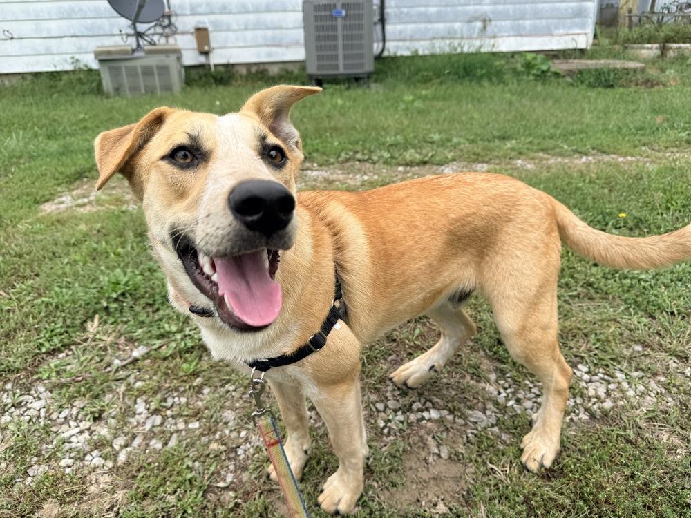 Enlarge Oliver - Mr. Wonderful, a Adoptable mixed breed in Green Ridge, MO image 6/6