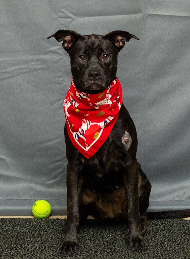 Pepper