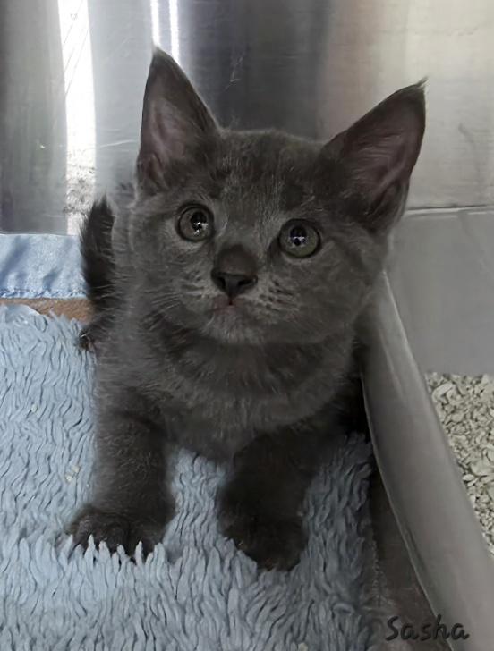 Sasha, Adopted, Young Male Domestic Short Hair.