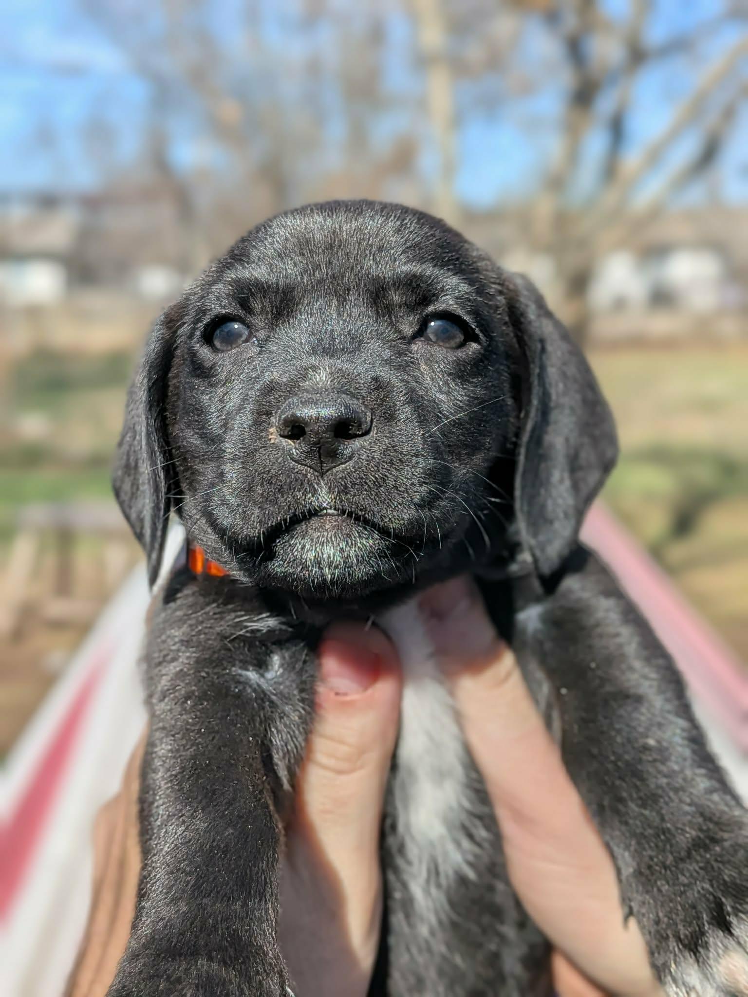 Michelangelo, a Adoptable mixed breed in TULSA, OK image 1/5