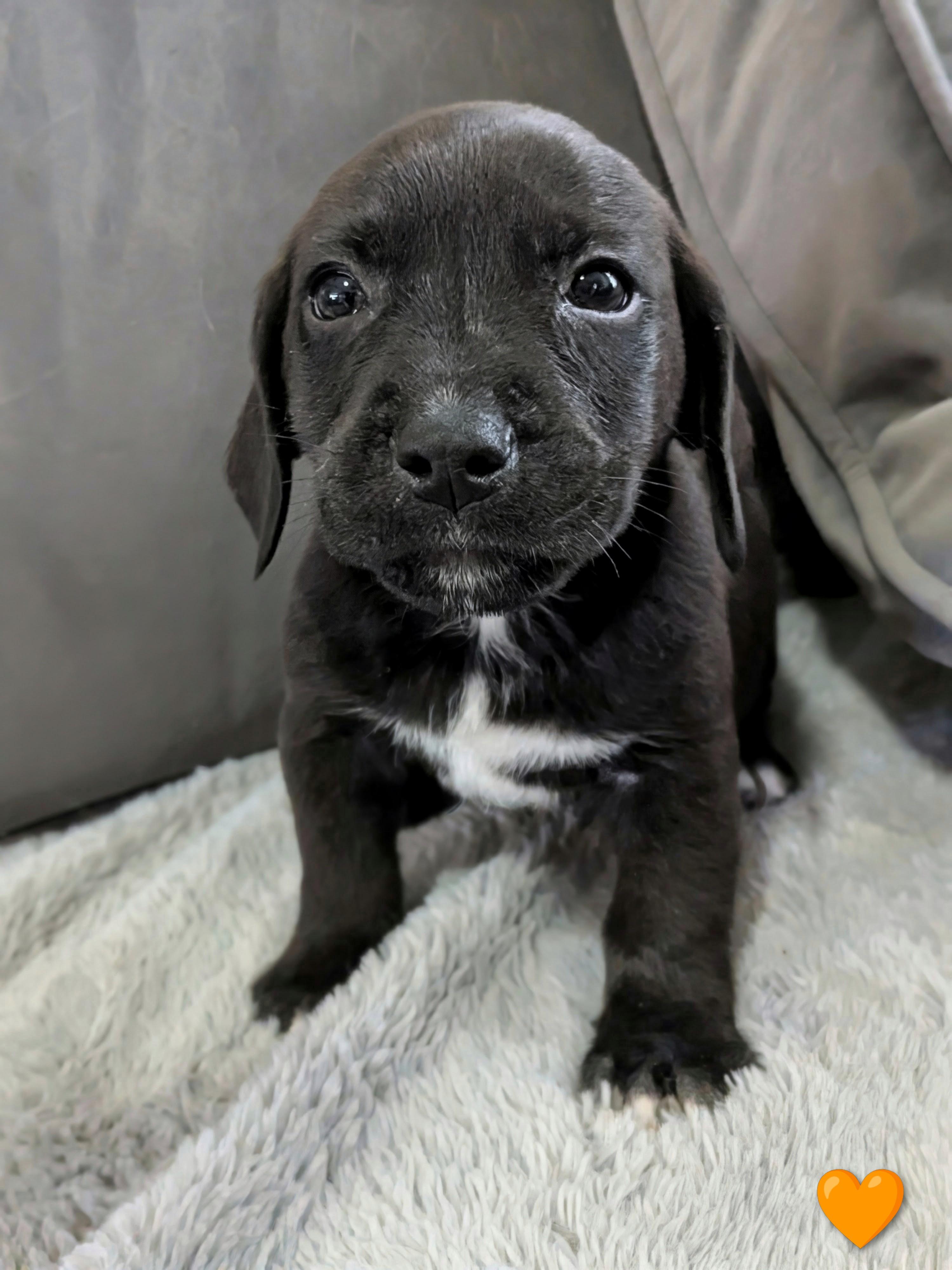 Michelangelo, a Adoptable mixed breed in TULSA, OK image 2/5