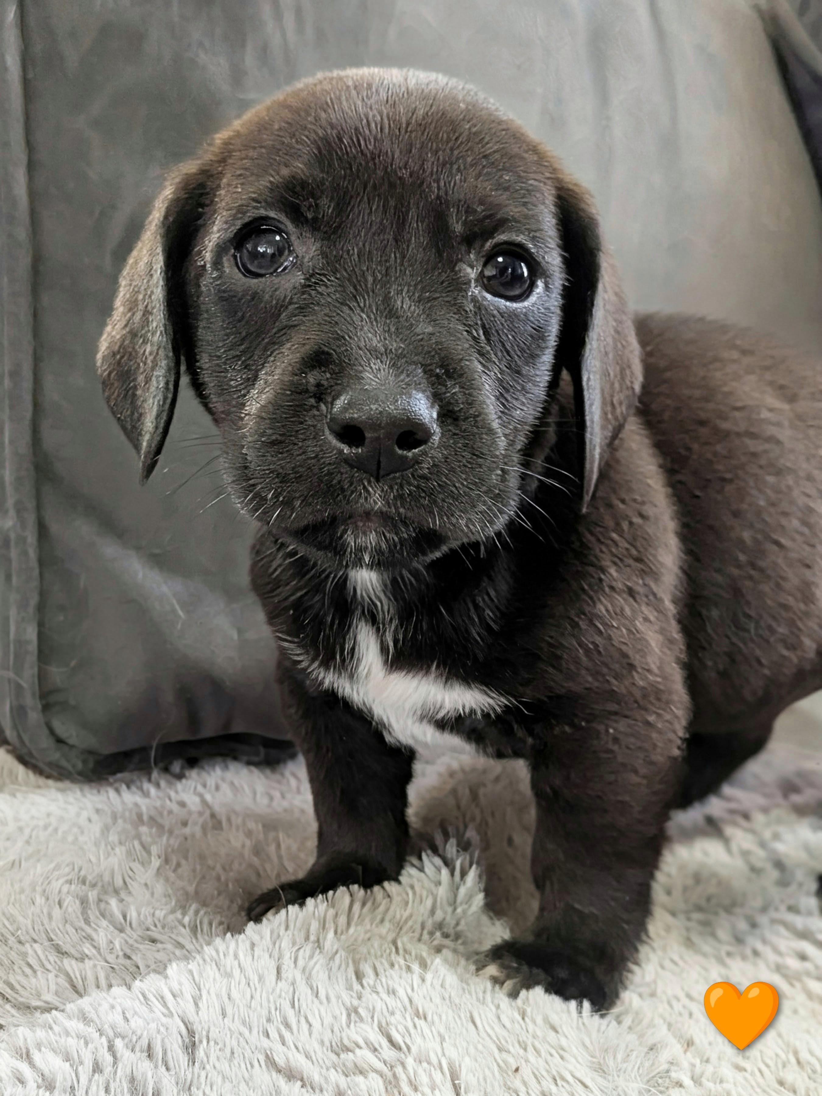 Michelangelo, a Adoptable mixed breed in TULSA, OK image 3/5