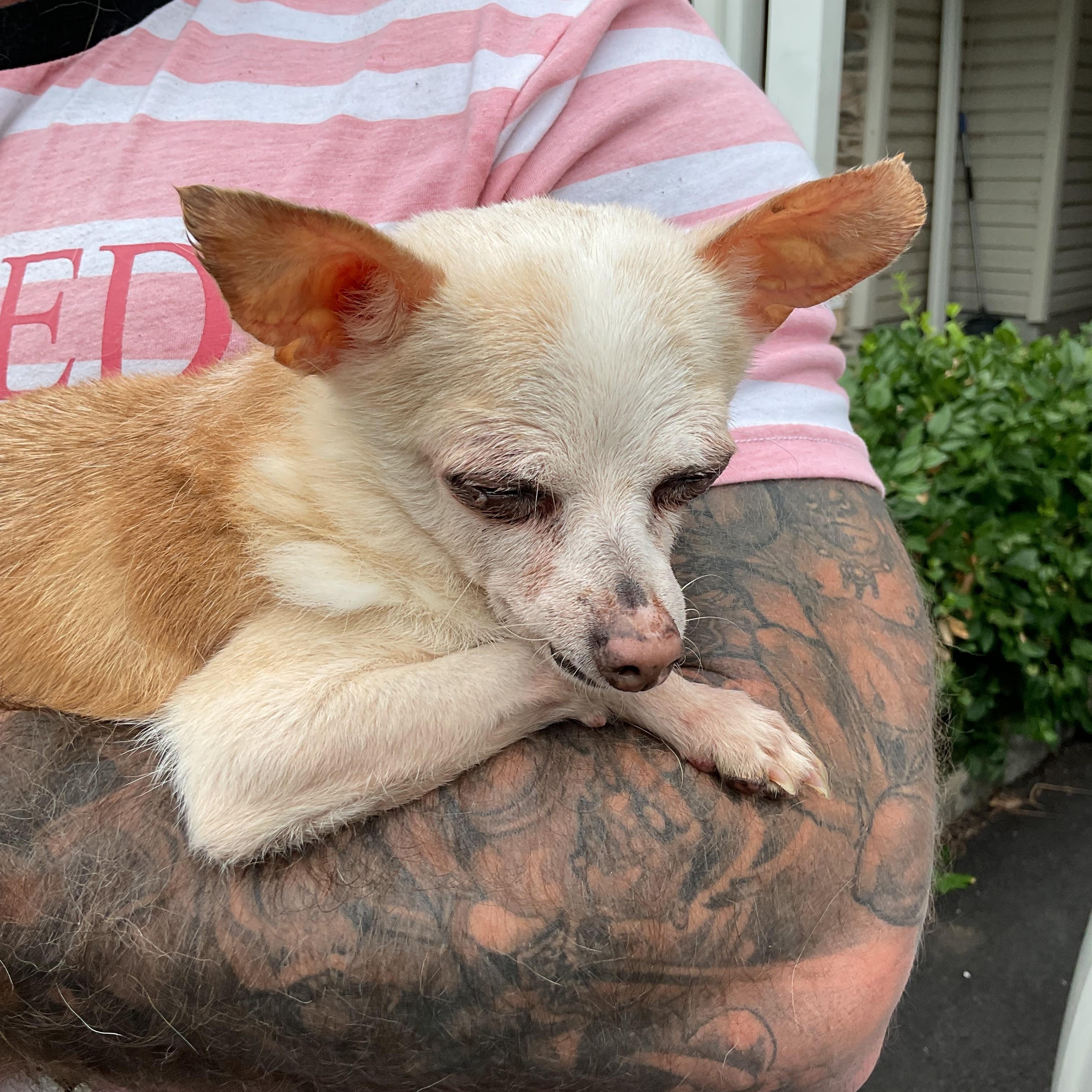 Enlarge Jem, a ADOPTABLE Chihuahua in Edison, NJ image 1/1