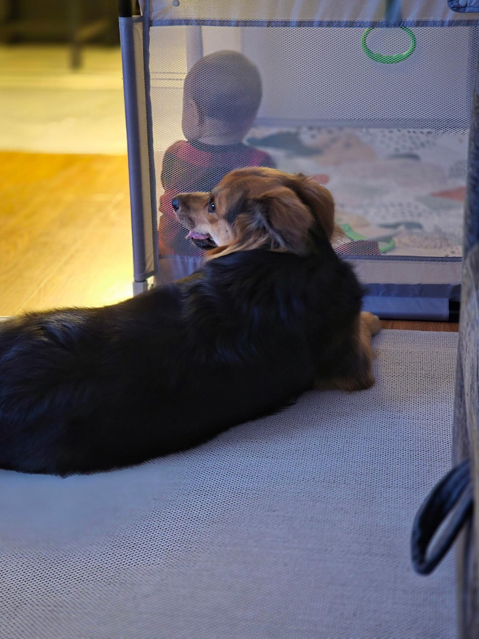 Ruby, an adopted Australian Shepherd in Alexandria, VA image 4/4