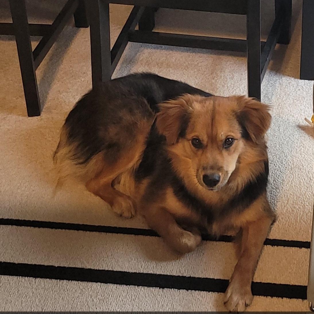 Ruby, an adopted Australian Shepherd in Alexandria, VA image 1/4