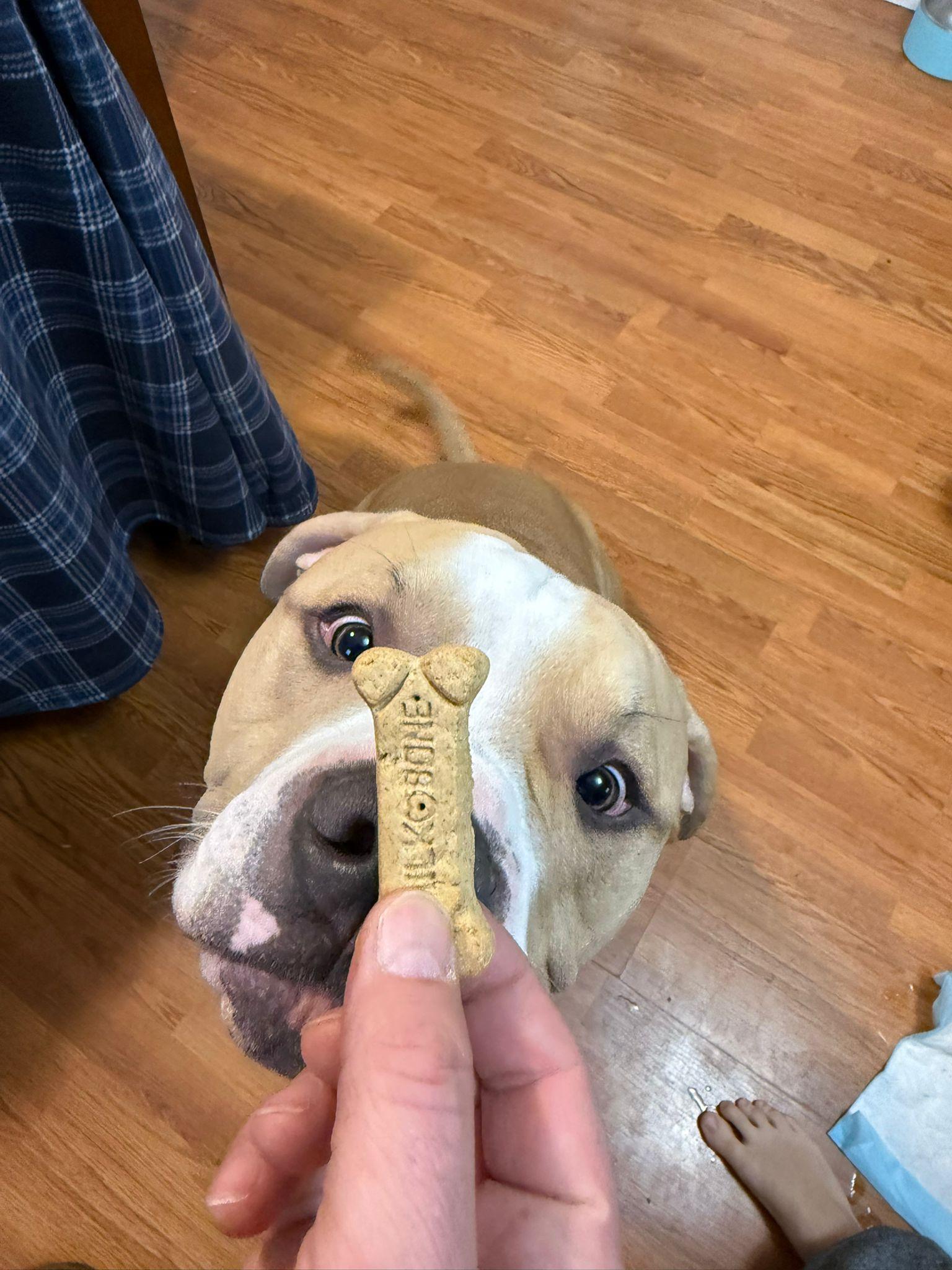 Enlarge Sullivan, an adoptable American Bully in London, ON image 4/5