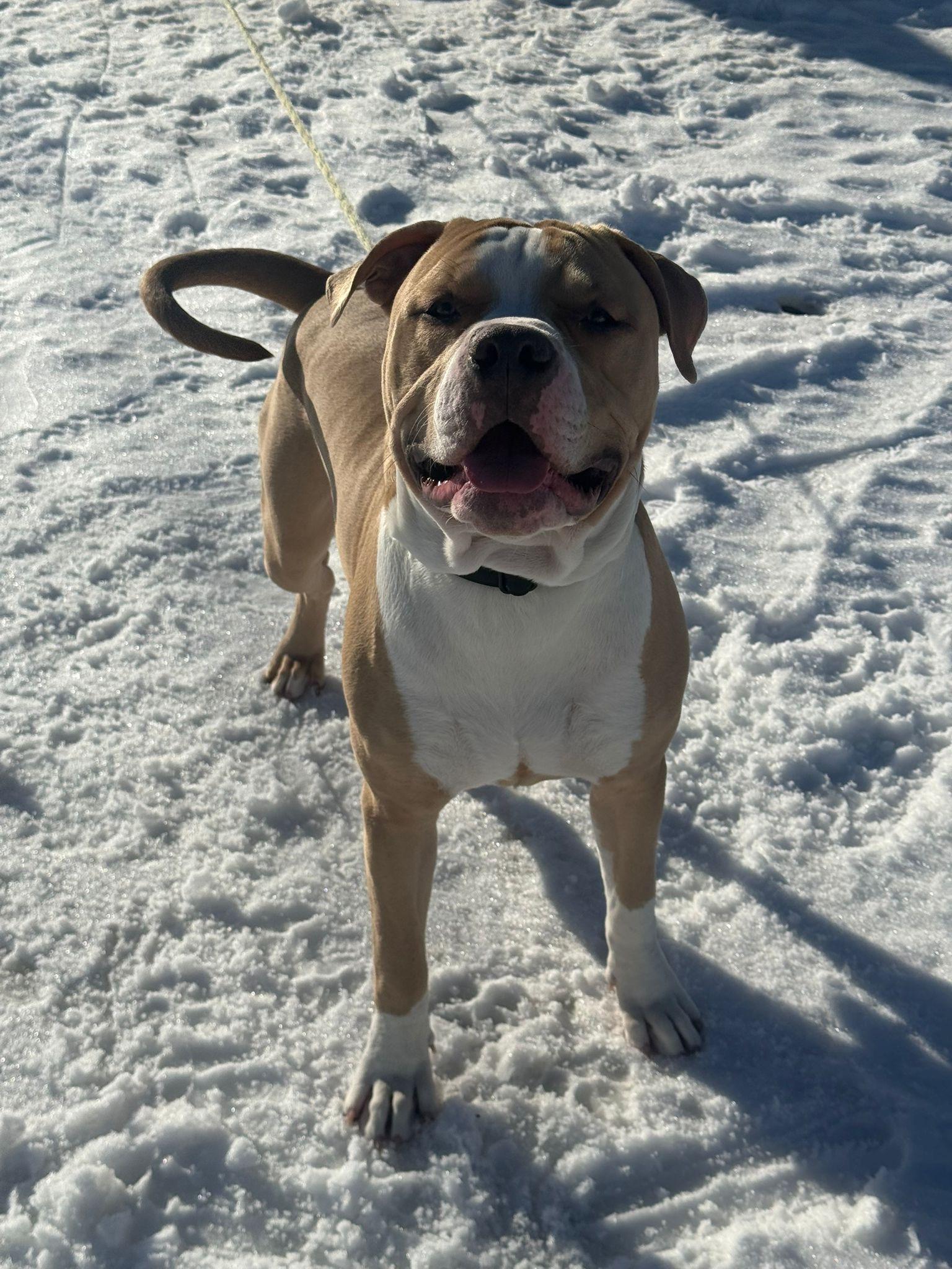 Enlarge Sullivan, an adoptable American Bully in London, ON image 1/5