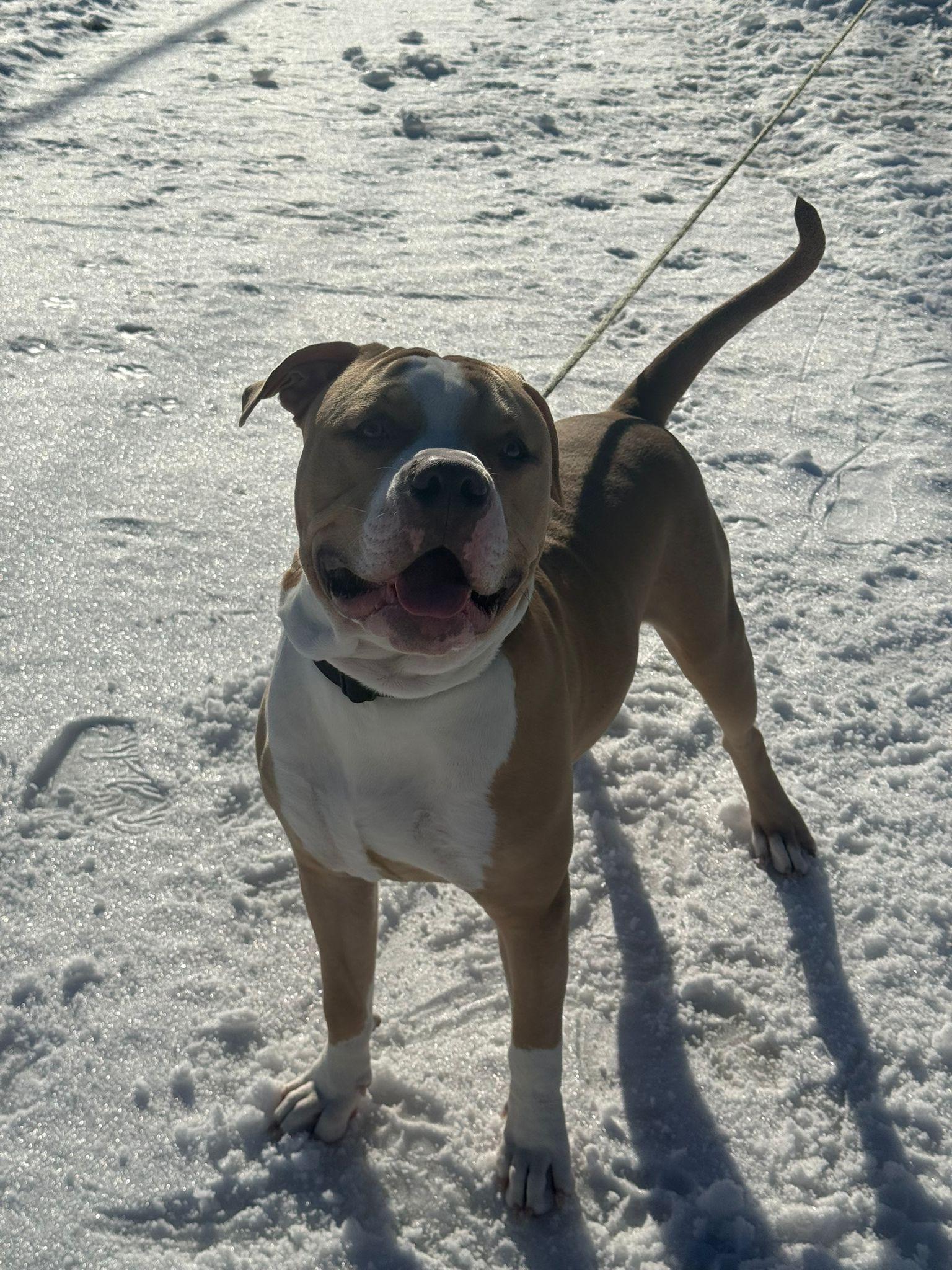 Enlarge Sullivan, an adoptable American Bully in London, ON image 5/5