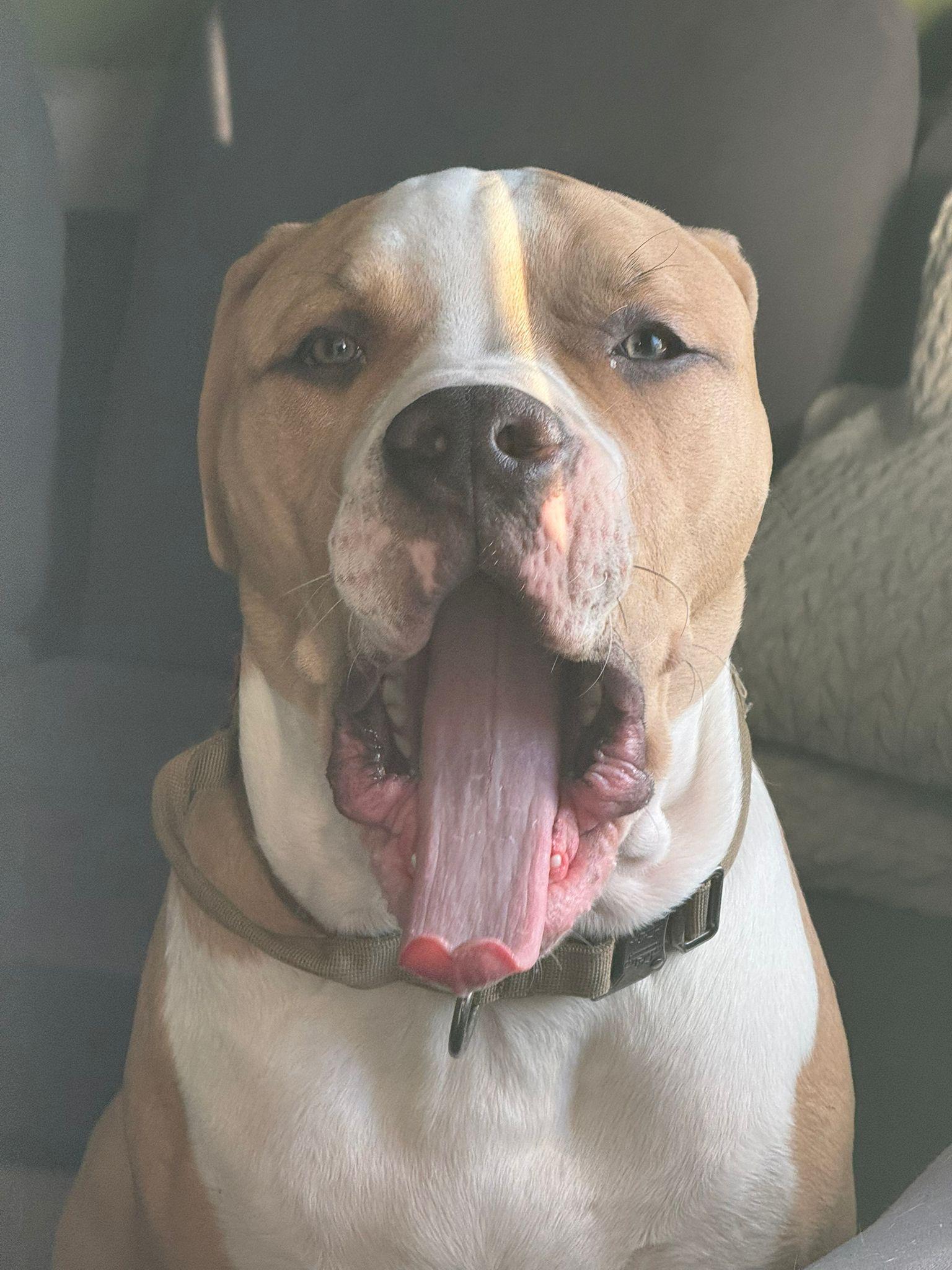 Enlarge Sullivan, an adoptable American Bully in London, ON image 3/5