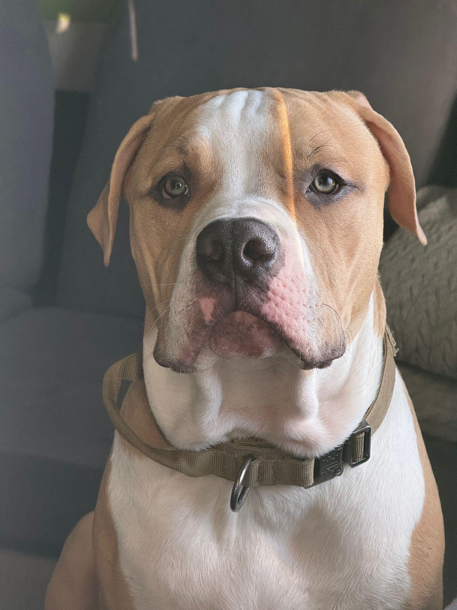 Enlarge Sullivan, an adoptable American Bully in London, ON image 2/5