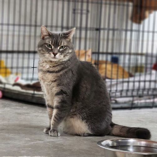 Enlarge Daisy, a Adoptable American Shorthair in Jackson, MO image 1/1