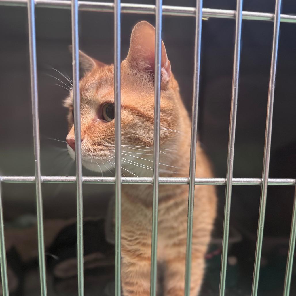 Gabriel, Adoptable, Adult Male Domestic Short Hair.