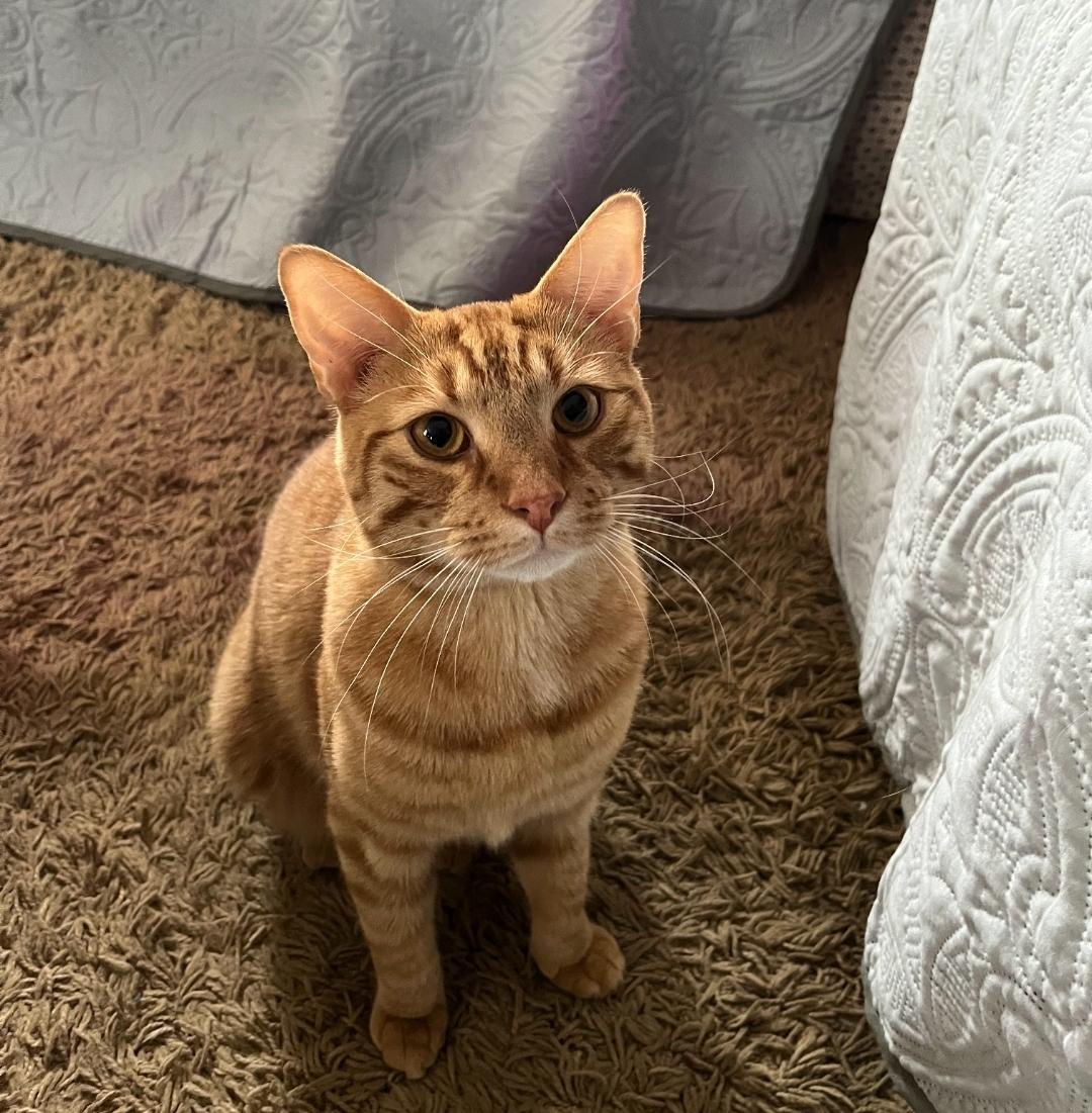 Mei-Lee, Adult Male Domestic Short Hair