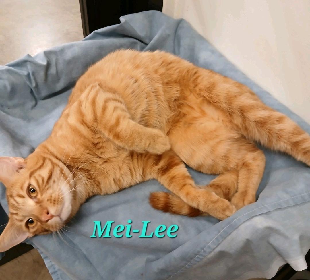 Mei-Lee photo 3