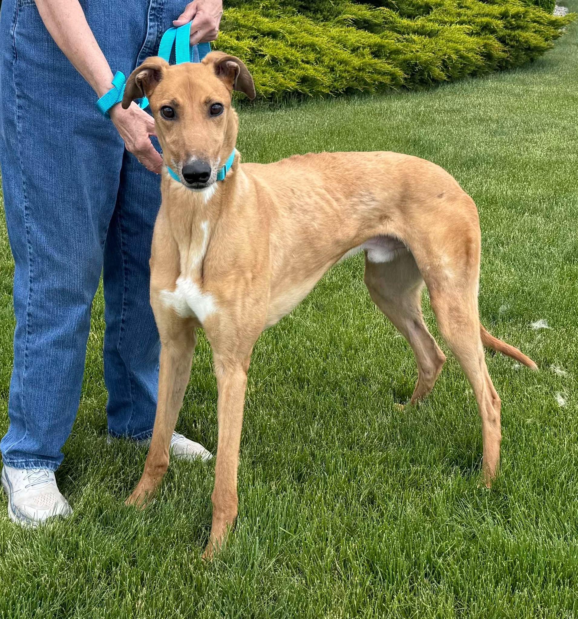 Jackson, a Adopted mixed breed in Westerville, OH image 1/4