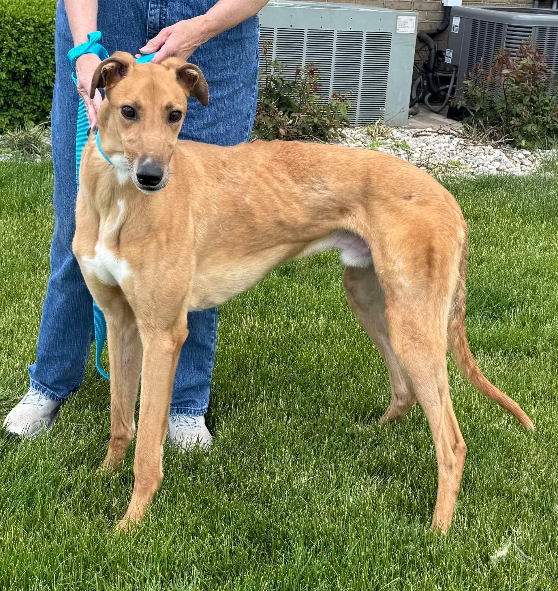 Jackson, a Adopted mixed breed in Westerville, OH image 2/4