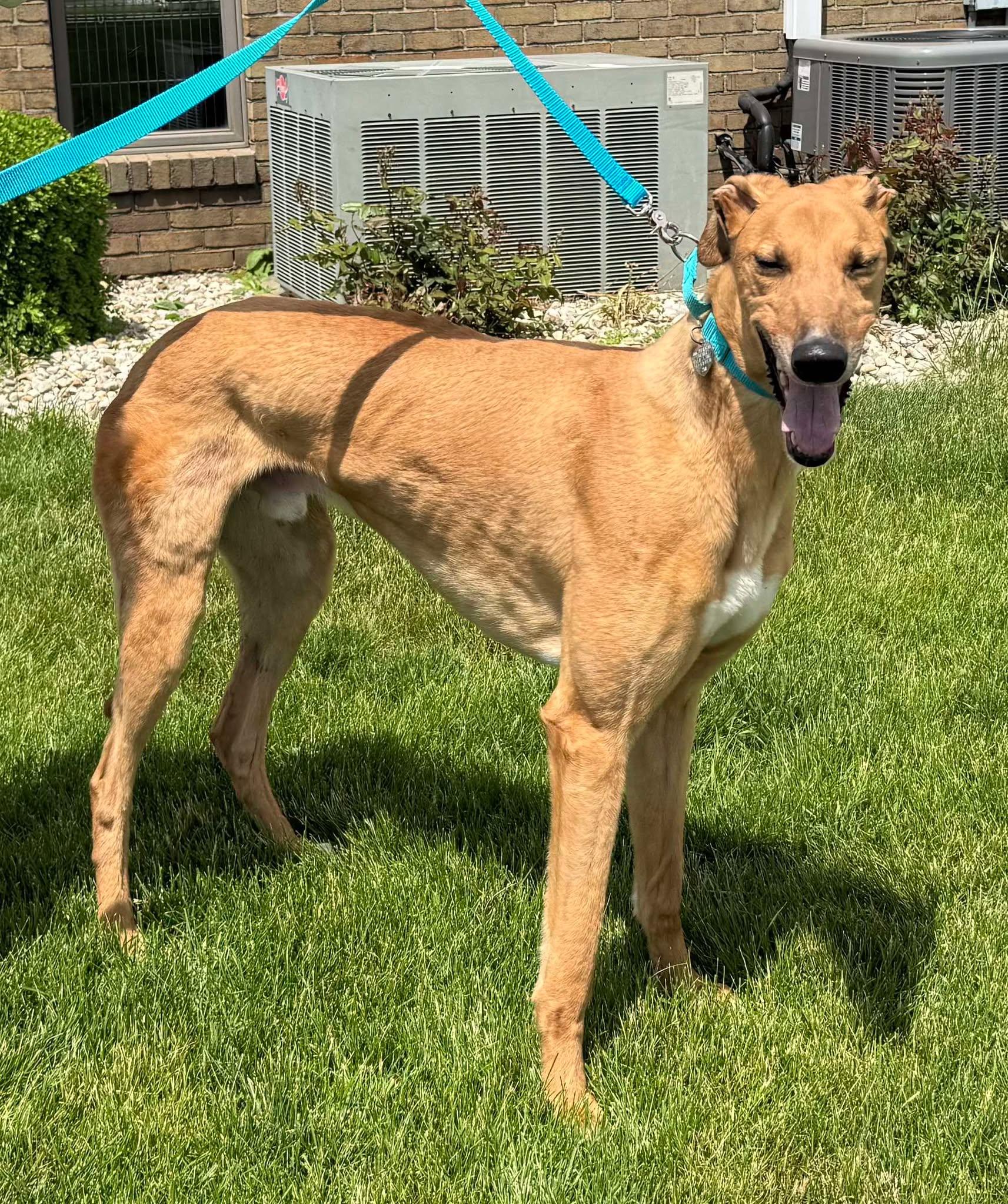 Jackson, a Adopted mixed breed in Westerville, OH image 3/4