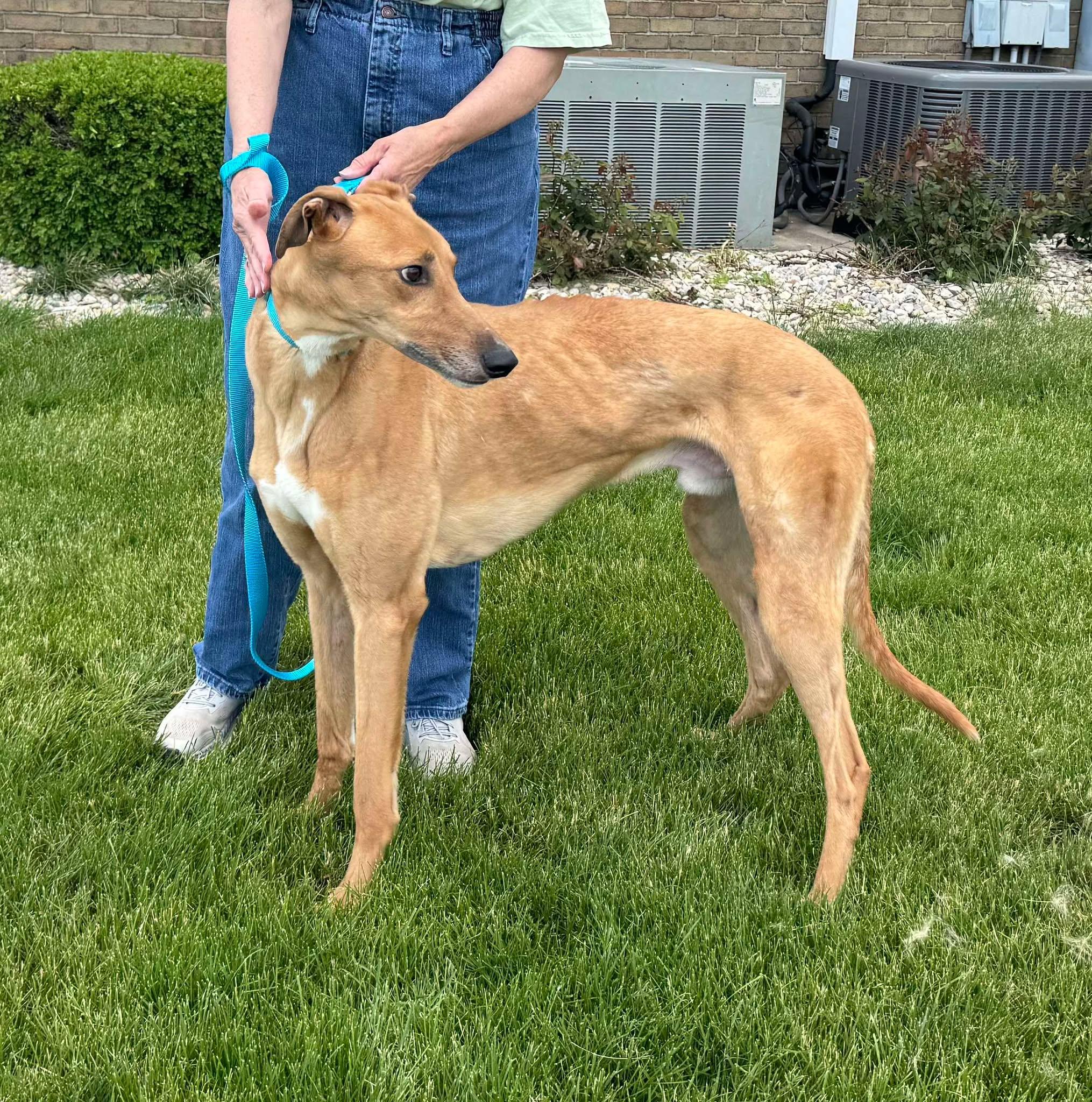 Jackson, a Adopted mixed breed in Westerville, OH image 4/4