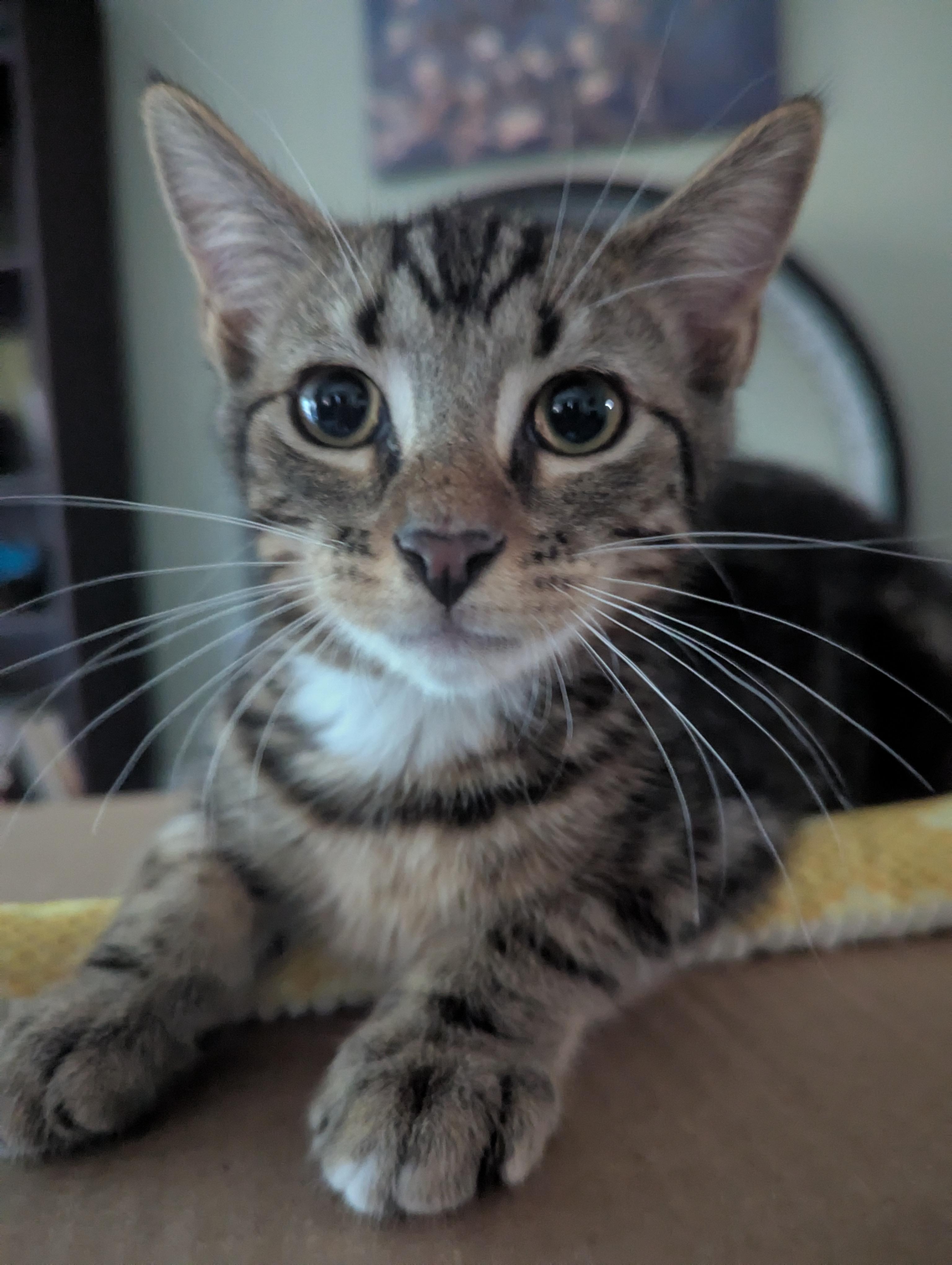 Enlarge Elias, a Adoptable Domestic Short Hair in Smyrna, GA image 3/5