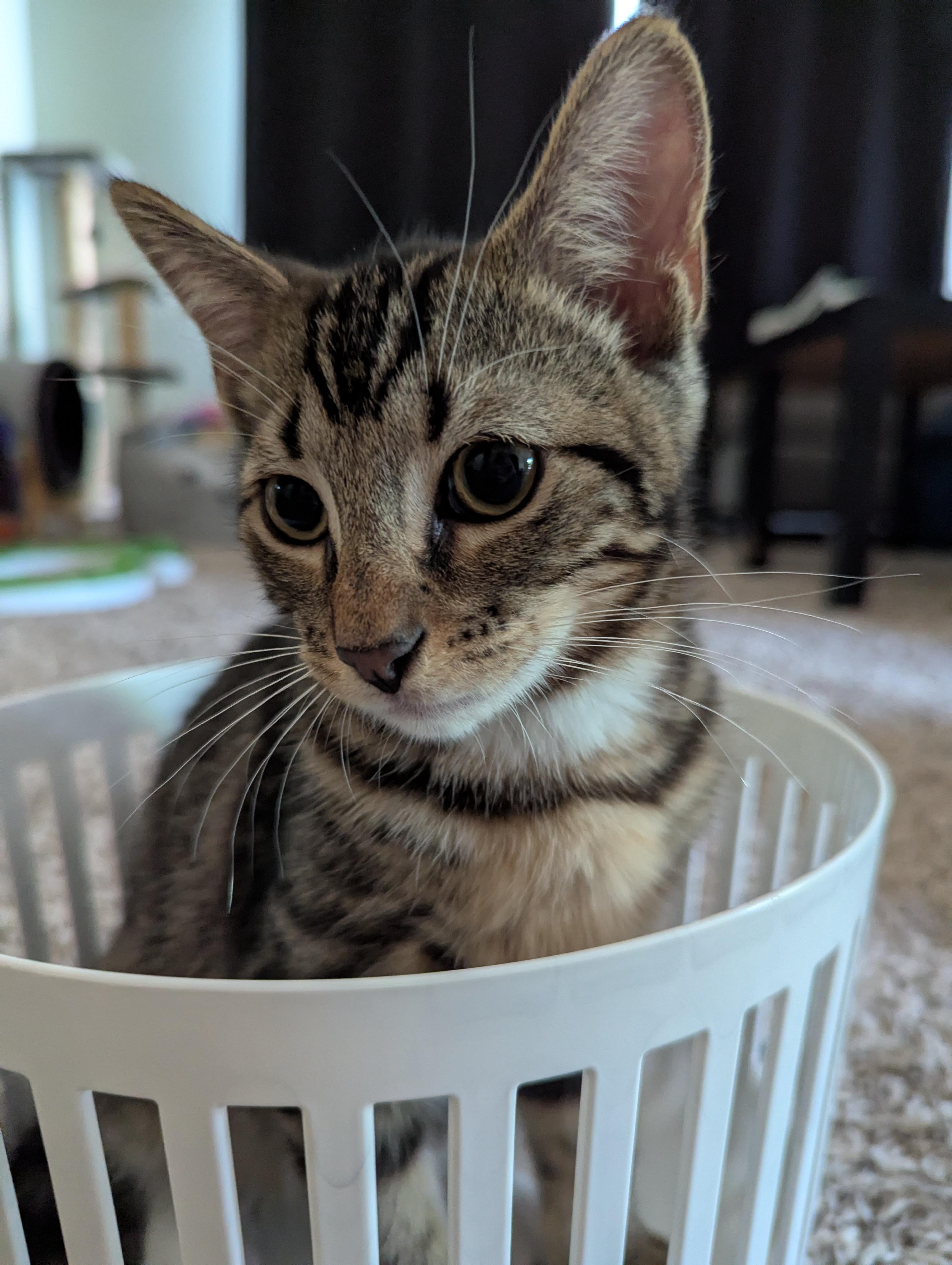 Enlarge Elias, a Adoptable Domestic Short Hair in Smyrna, GA image 2/5