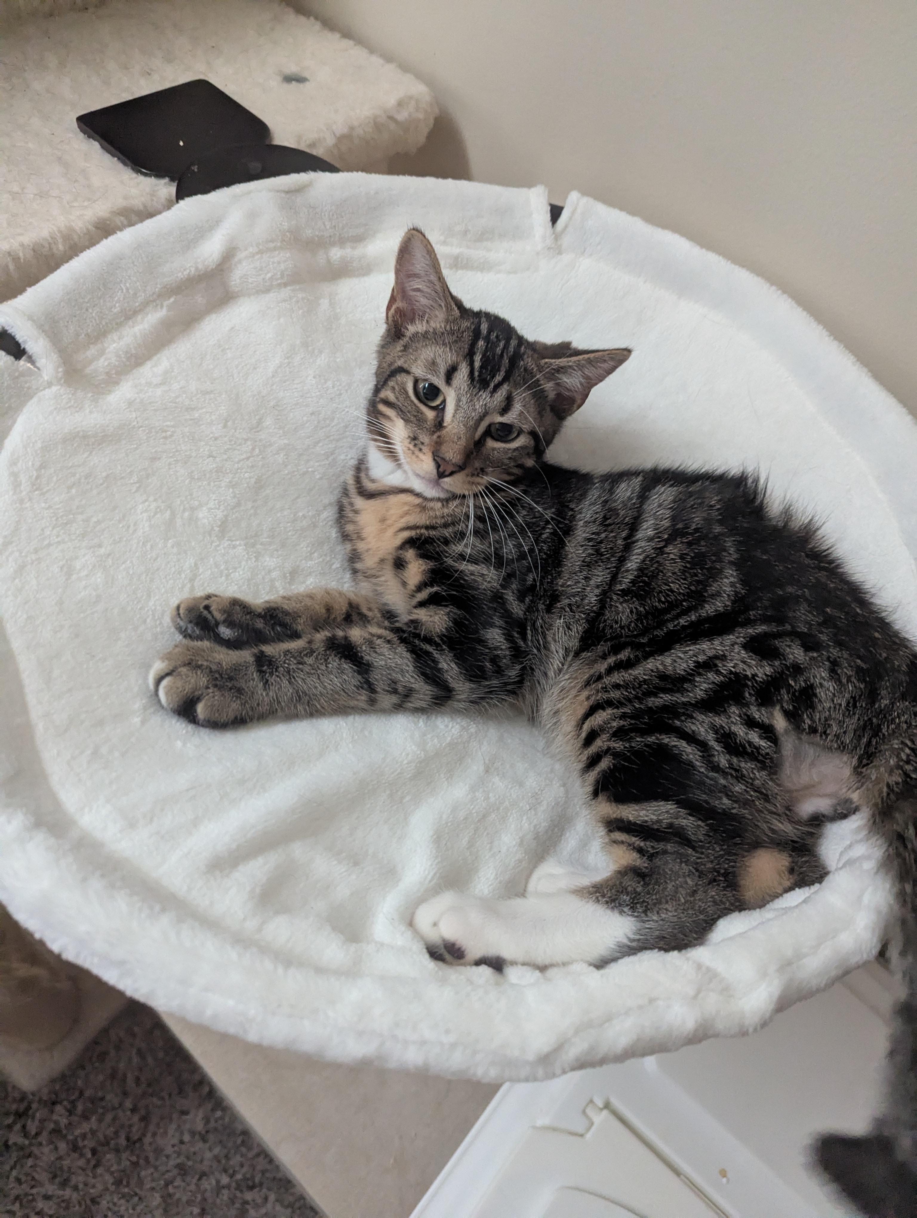 Enlarge Elias, a Adoptable Domestic Short Hair in Smyrna, GA image 5/5