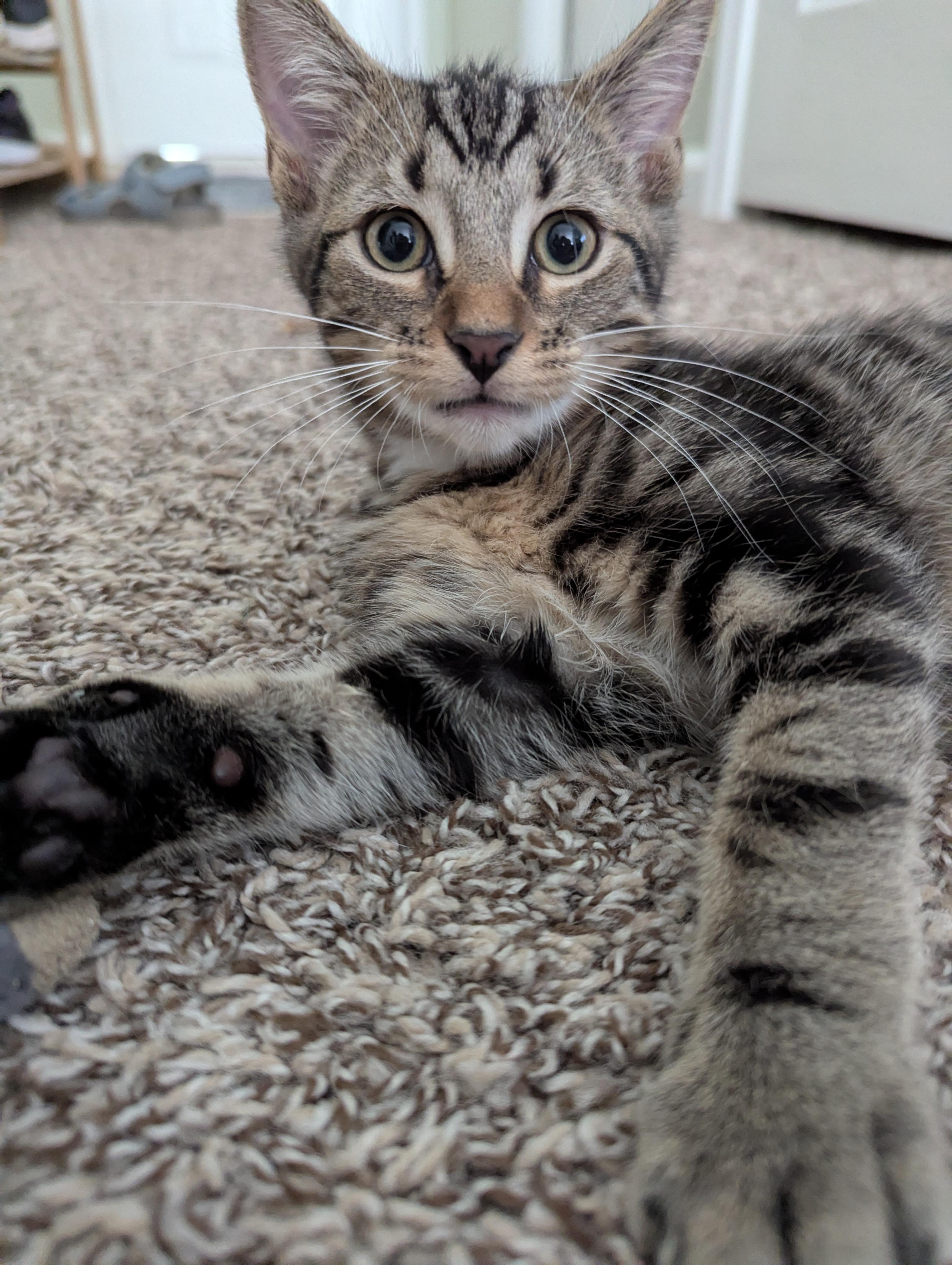 Enlarge Elias, a Adoptable Domestic Short Hair in Smyrna, GA image 1/5