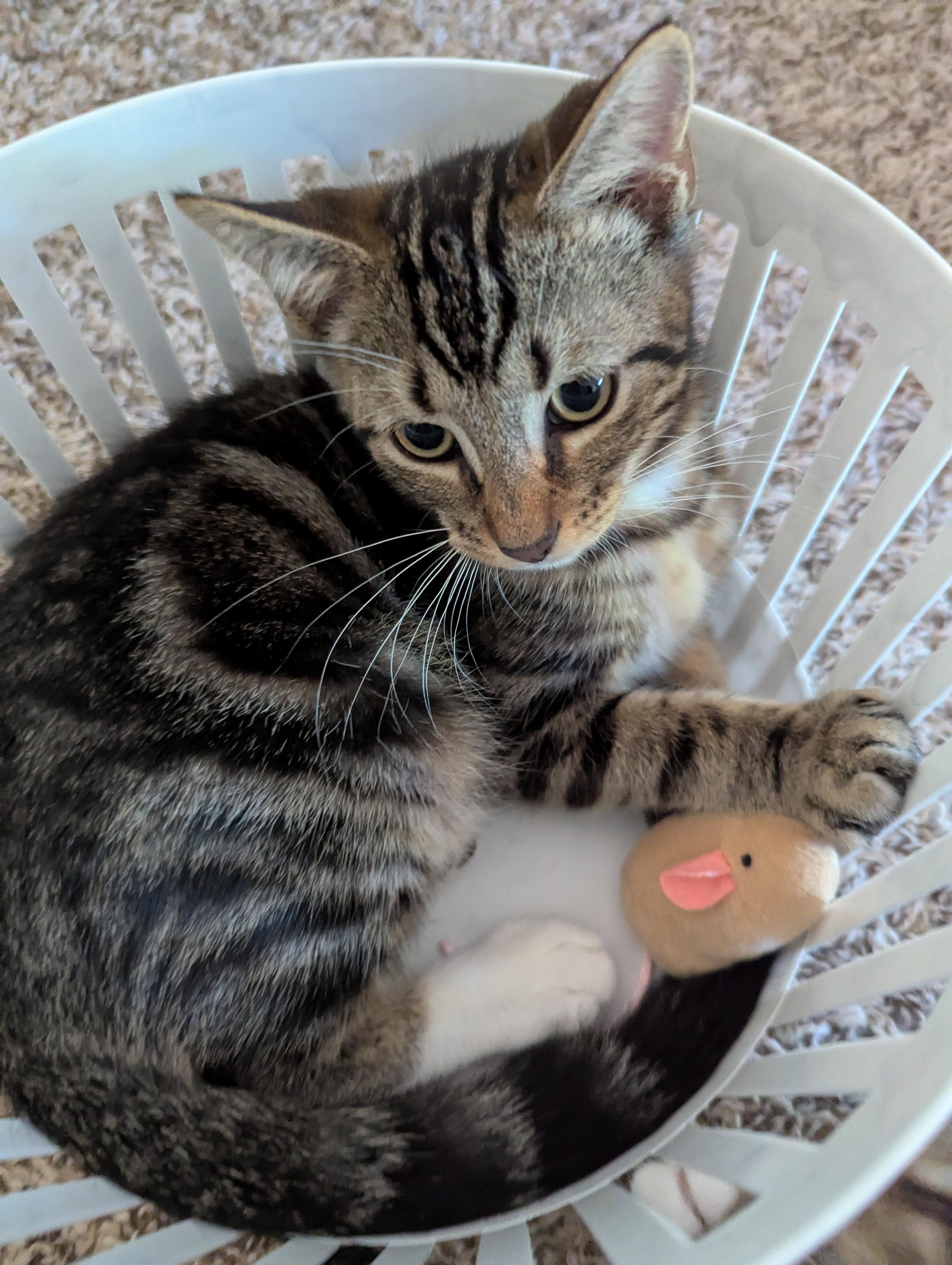 Enlarge Elias, a Adoptable Domestic Short Hair in Smyrna, GA image 4/5