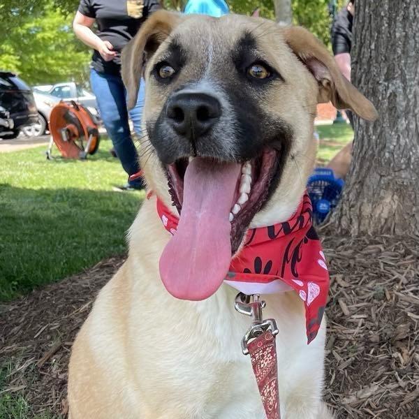 Enlarge Enzo, a Adoptable Anatolian Shepherd in Shelby, NC image 1/6