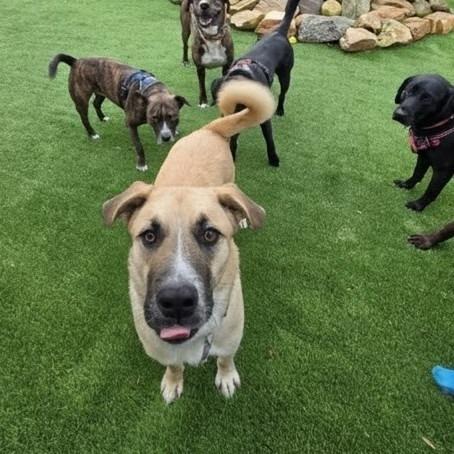 Enlarge Enzo, a Adoptable Anatolian Shepherd in Shelby, NC image 2/6