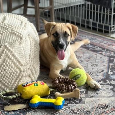 Enlarge Enzo, a Adoptable Anatolian Shepherd in Shelby, NC image 3/6