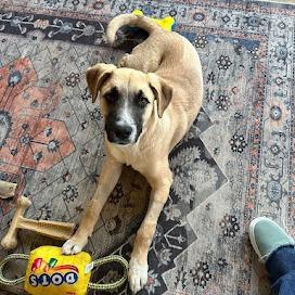 Enlarge Enzo, a Adoptable Anatolian Shepherd in Shelby, NC image 4/6