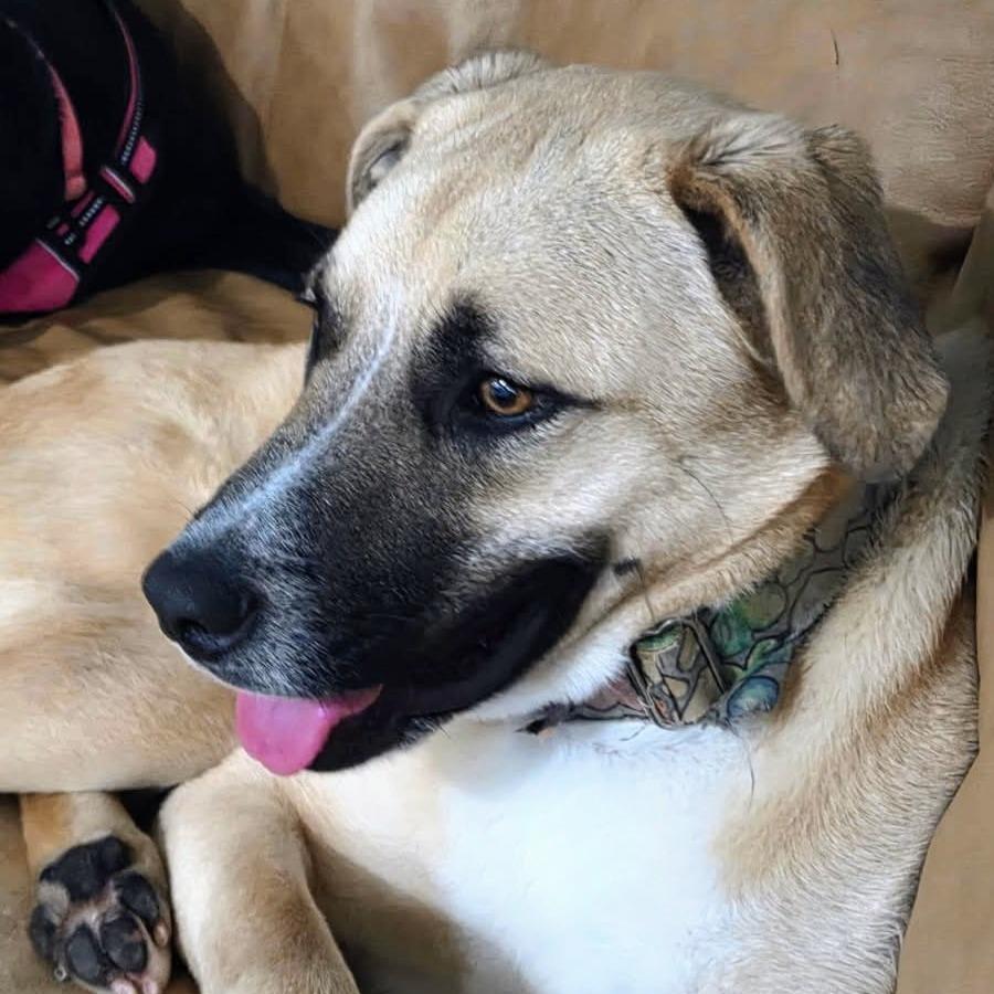 Enlarge Enzo, a Adoptable Anatolian Shepherd in Shelby, NC image 5/6