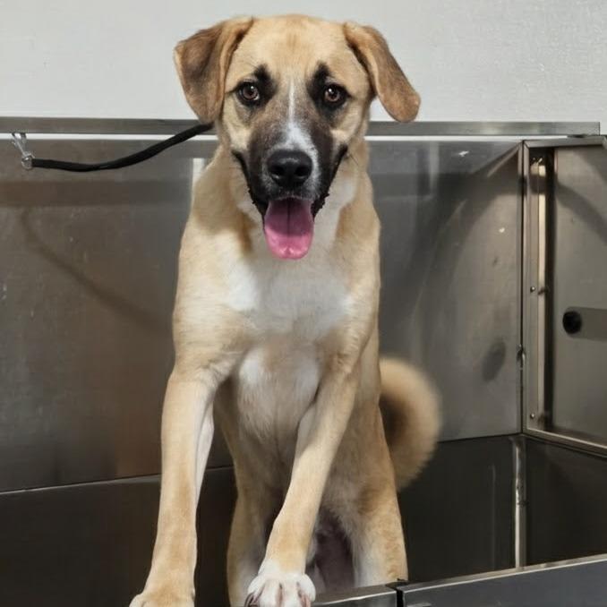 Enlarge Enzo, a Adoptable Anatolian Shepherd in Shelby, NC image 6/6