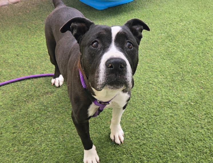 Enlarge ZOEY, a Adoptable Pit Bull Terrier in Phoenix, AZ image 1/1