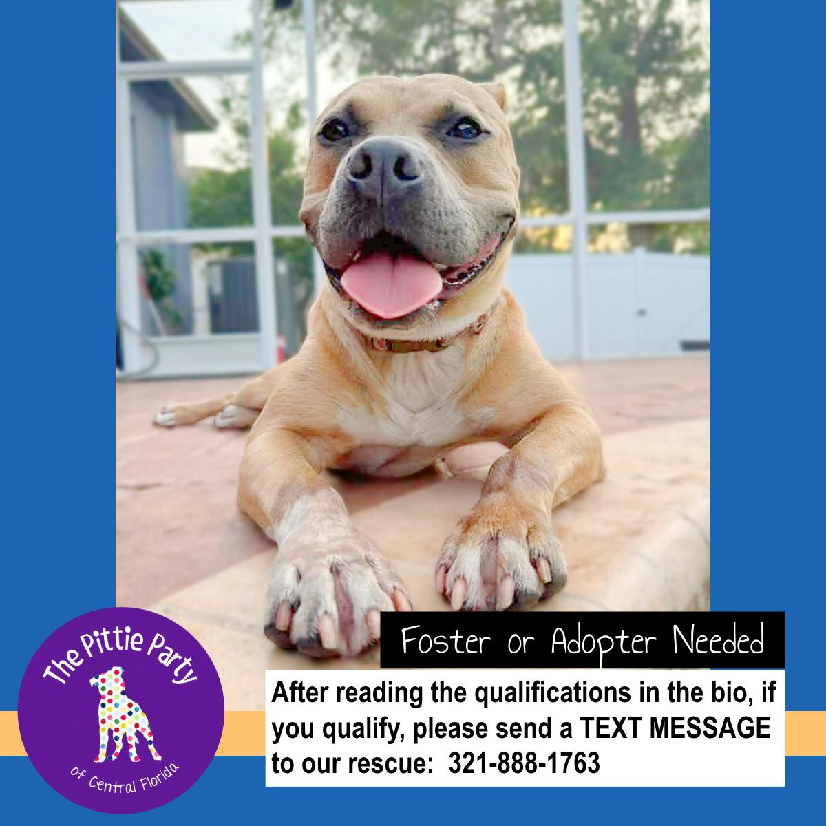 Enlarge Pig (aka Neo), a ADOPTABLE mixed breed in Kissimmee, FL image 5/6