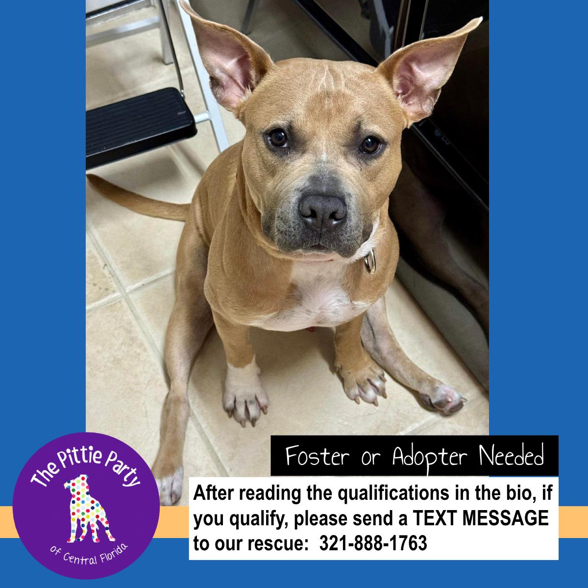 Enlarge Pig (aka Neo), a ADOPTABLE mixed breed in Kissimmee, FL image 2/6