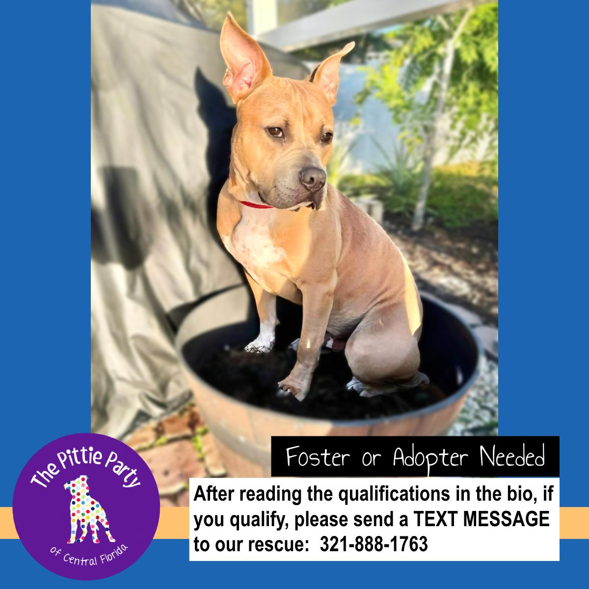 Enlarge Pig (aka Neo), a ADOPTABLE mixed breed in Kissimmee, FL image 4/6