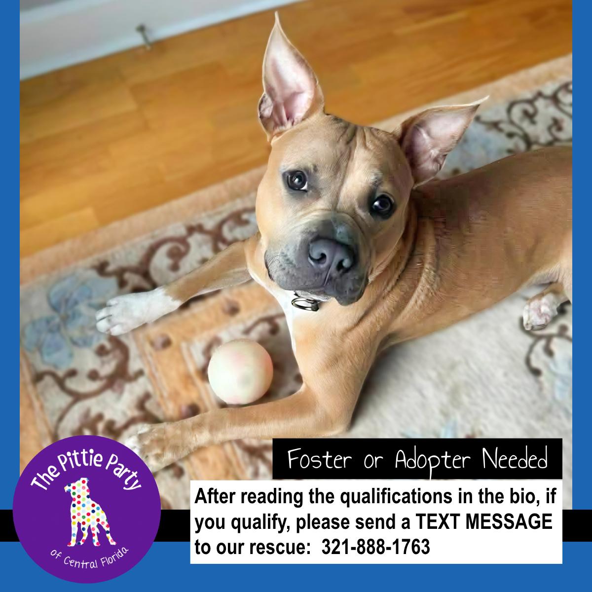 Pig (aka Neo), ADOPTABLE, Young Male American Bully & Pit Bull Terrier.