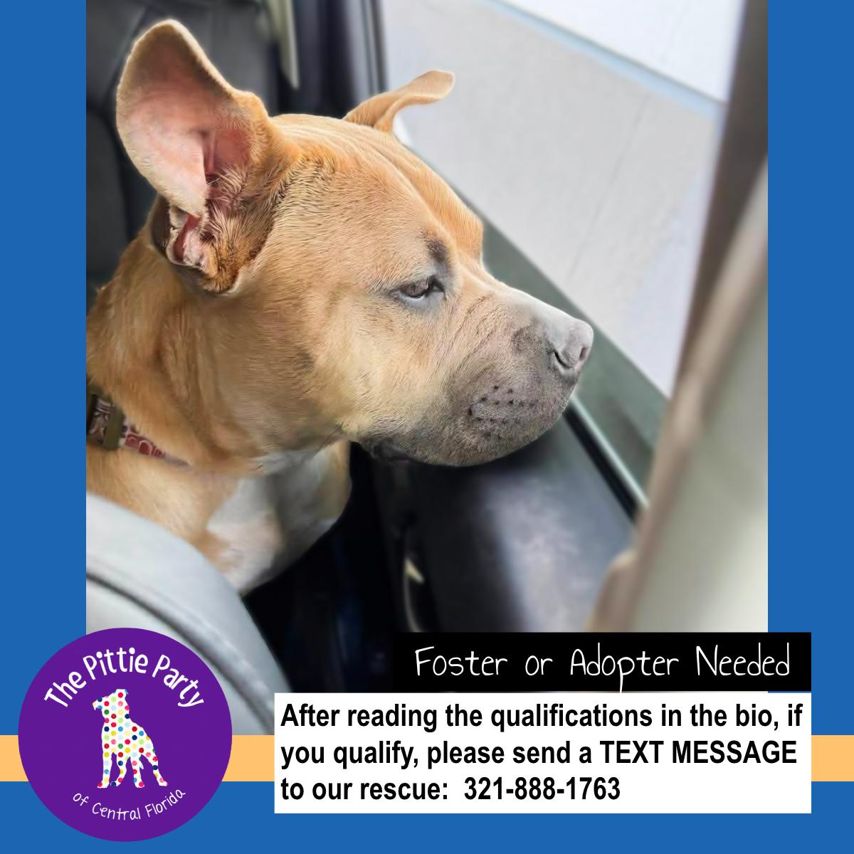 Enlarge Pig (aka Neo), a ADOPTABLE mixed breed in Kissimmee, FL image 6/6