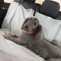 Misty, an adoptable Goldendoodle in LEHIGH ACRES, FL image 5/6
